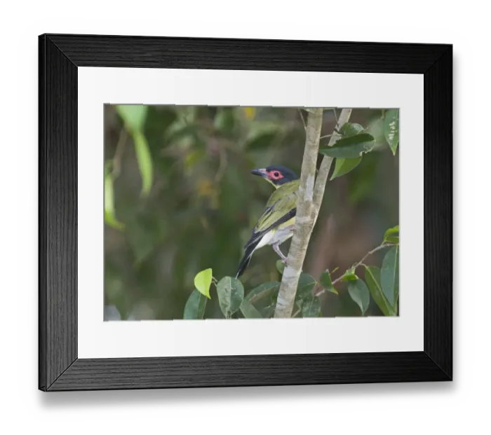 Framed Print : Australasian Figbird Sphecotheres vielloti Queensland Australia