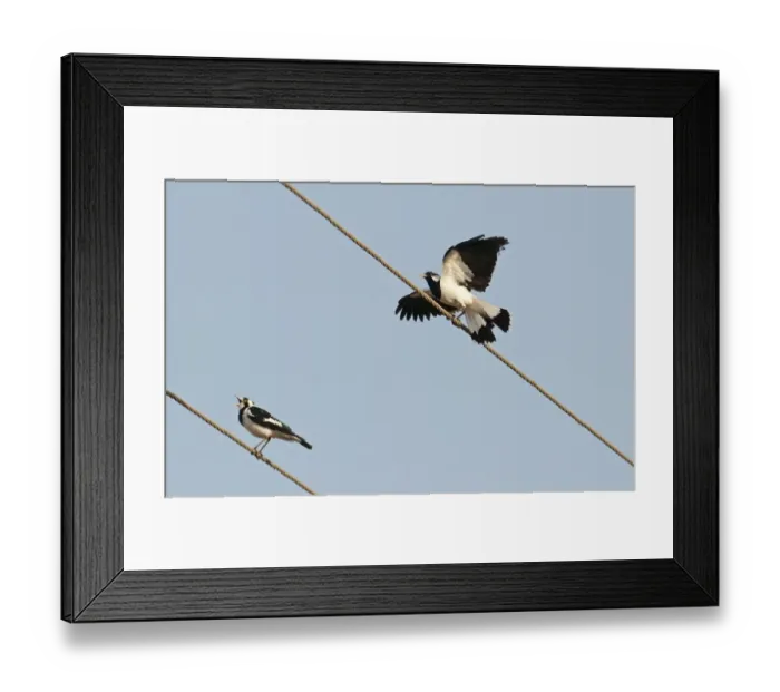 Framed Print : Australian Magpie-Lark Grallina cyanoleuca Queensland Australia Framed Print : Australian Magpie-Lark Grallina cyanoleuca Queensland Australia
