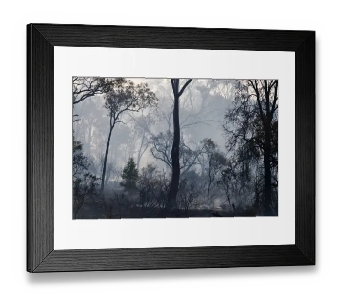 Framed Print : Aftermath of a bush fire near Charter Towers Queensland Australia Framed Print : Aftermath of a bush fire near Charter Towers Queensland Australia