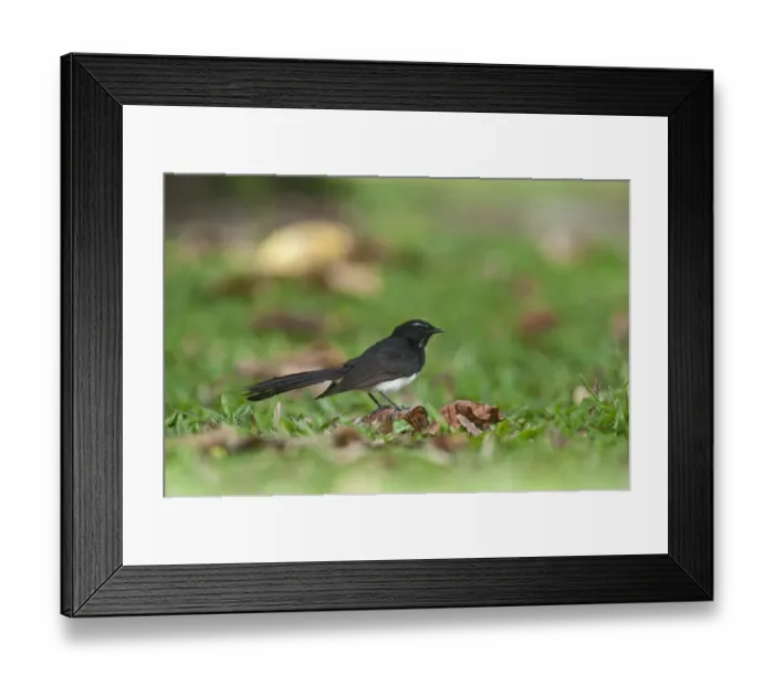 Framed Print : Willie Wagtail Rhipidura leucophrys Cairns Queensland Australia Framed Print : Willie Wagtail Rhipidura leucophrys Cairns Queensland Australia