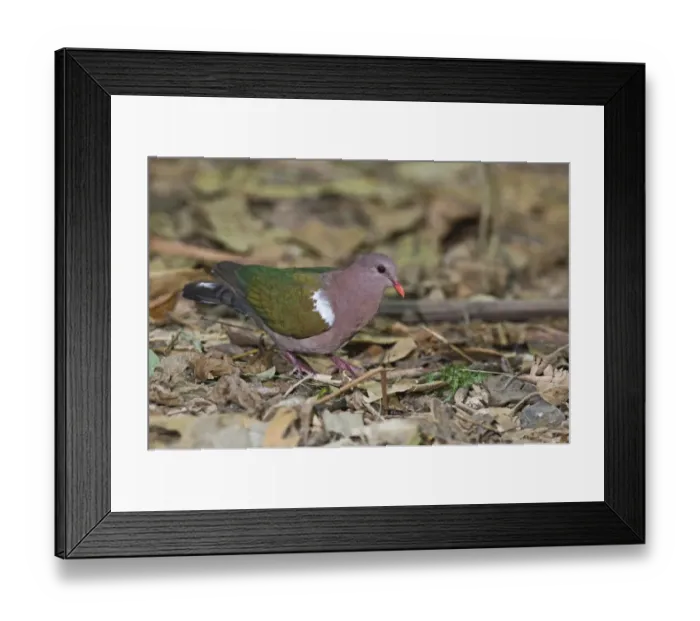Framed Print : Emerald Ground-Dove Chalcophaps indica Cairns Queensland Australia October Framed Print : Emerald Ground-Dove Chalcophaps indica Cairns Queensland Australia October