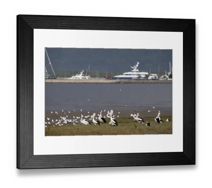 Framed Print : Views from Cairns Esplanade of various birds including Australian Pelicans Cairns Framed Print : Views from Cairns Esplanade of various birds including Australian Pelicans Cairns
