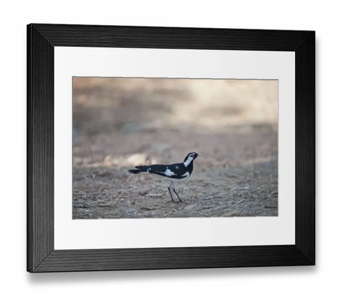Framed Print : Australian Magpie-Lark Grallina cyanoleuca Queensland Australia Framed Print : Australian Magpie-Lark Grallina cyanoleuca Queensland Australia