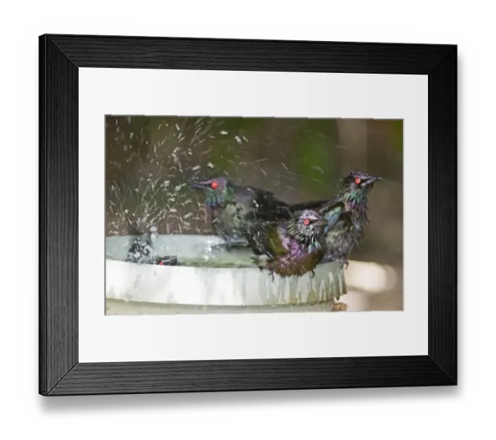 Framed Print : Metallic Starlings Aplonis metallica in bird bath Kingfisher Park Queensland Australia Framed Print : Metallic Starlings Aplonis metallica in bird bath Kingfisher Park Queensland Australia