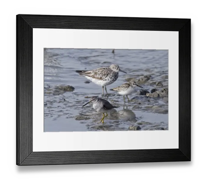 Framed Print : Waders on Cairns Esplanade incl Great Knot, Broad-billed Sandpiper and Grey-tailed Framed Print : Waders on Cairns Esplanade incl Great Knot, Broad-billed Sandpiper and Grey-tailed
