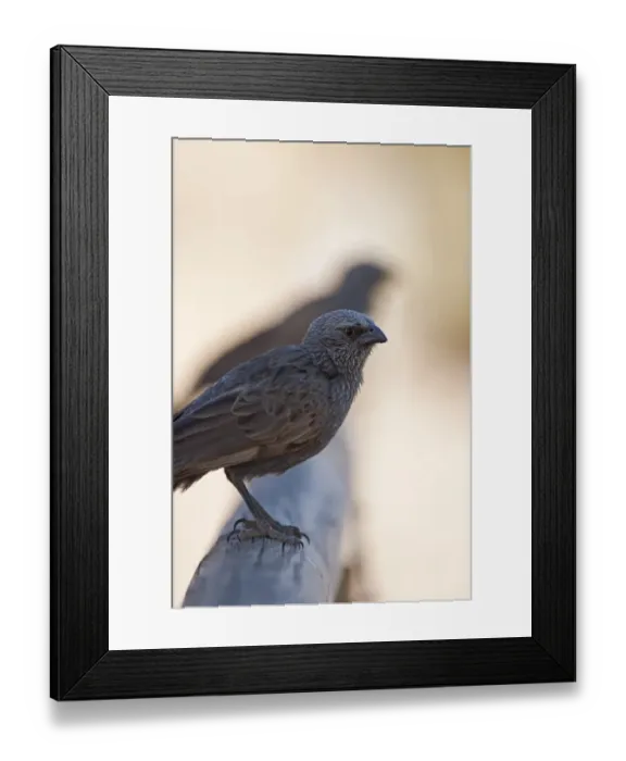 Framed Print : Apostlebird Struthidea cinerea Queensland Australia Framed Print : Apostlebird Struthidea cinerea Queensland Australia