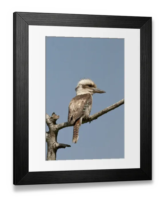 Framed Print : Laughing Kookaburra Dacelo novaguinea Queensland Australia Framed Print : Laughing Kookaburra Dacelo novaguinea Queensland Australia