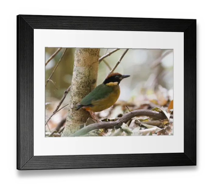 Framed Print : Noisy Pitta Pitta versicolor Queensland Australia Framed Print : Noisy Pitta Pitta versicolor Queensland Australia