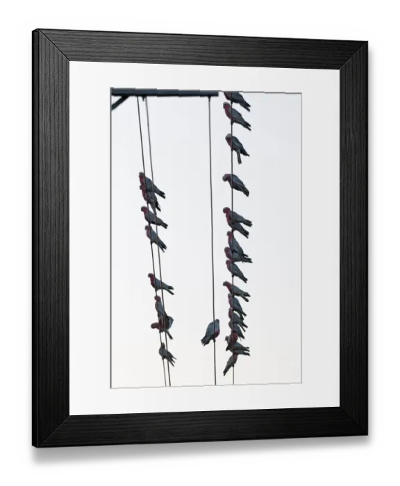 Framed Print : Galahs Cacatua rosiecapilla flock gathering before going to roost on edge of town Framed Print : Galahs Cacatua rosiecapilla flock gathering before going to roost on edge of town