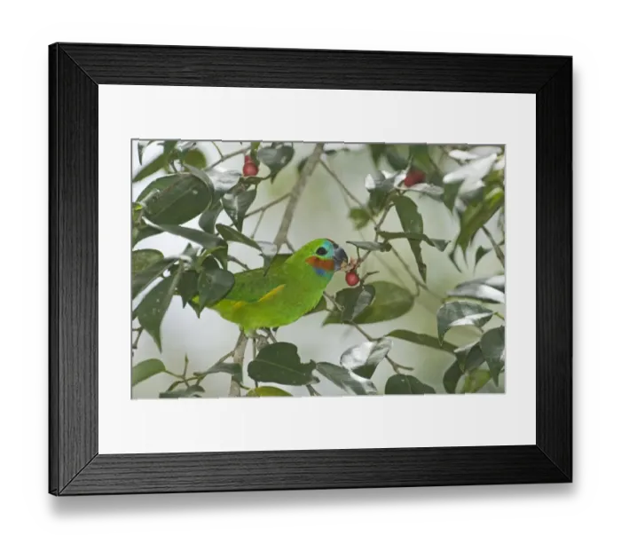 Framed Print : Double-eyed Fig Parrot (Dwarf Fig Parrot) Cyclopsitta diopthalma feeding on fig tree Framed Print : Double-eyed Fig Parrot (Dwarf Fig Parrot) Cyclopsitta diopthalma feeding on fig tree