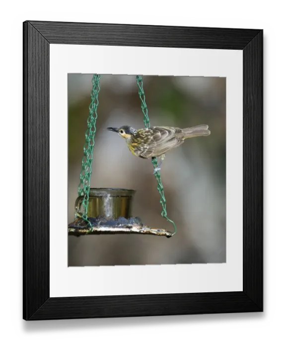 Framed Print : Macleays Honeyeater Xanthotis macleayanus coming to feeder at Cassowary House Queensland Framed Print : Macleays Honeyeater Xanthotis macleayanus coming to feeder at Cassowary House Queensland