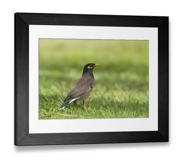Framed Print : Common Mynah Acidotheres tristis Queensland Australia October Framed Print : Common Mynah Acidotheres tristis Queensland Australia October