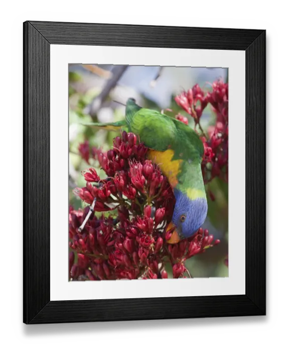 Framed Print : Rainbow Lorikeet Trichoglossus haematodus Queensland Australia