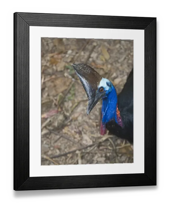 Framed Print : Southern Cassowary Casaurius casaurius Cassowary House Queensland Australia Framed Print : Southern Cassowary Casaurius casaurius Cassowary House Queensland Australia