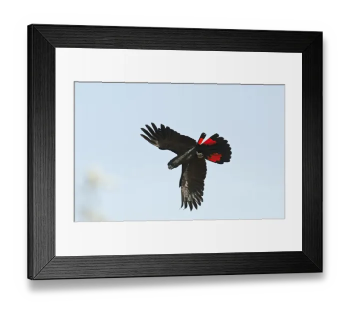 Framed Print : Red-tailed Black Cockatoo Calyptorhynchus banksii Queensland Australia Framed Print : Red-tailed Black Cockatoo Calyptorhynchus banksii Queensland Australia