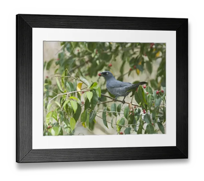 Framed Print : Barred Cuckoo-shrike Coracina lineata feeding on fig tree N Queensland Australia Framed Print : Barred Cuckoo-shrike Coracina lineata feeding on fig tree N Queensland Australia