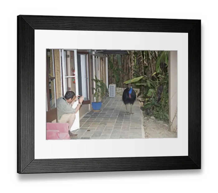 Framed Print : Photographing an inquisitive Southern Cassowary Casaurius casaurius Cassowary House