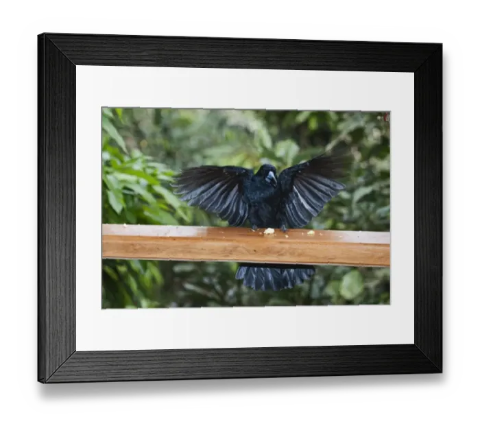 Framed Print : Black Butcherbird Cracticus quoys taking cheese from verandah at Cassowary House Framed Print : Black Butcherbird Cracticus quoys taking cheese from verandah at Cassowary House