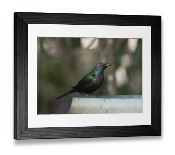 Framed Print : Metallic Starling Aplonis metallica bathing in garden bird bath Kingfisher Park Framed Print : Metallic Starling Aplonis metallica bathing in garden bird bath Kingfisher Park