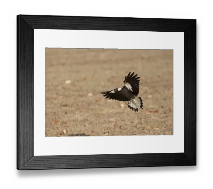Framed Print : Australian Magpie Gymnorhina tibicen Queensland Australia Framed Print : Australian Magpie Gymnorhina tibicen Queensland Australia