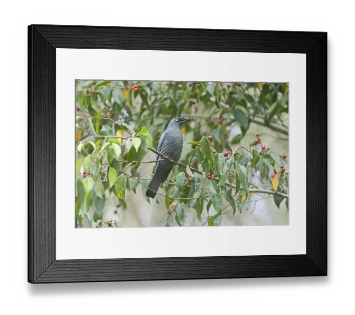Framed Print : Barred Cuckoo-shrike Coracina lineata feeding on fig tree N Queensland Australia Framed Print : Barred Cuckoo-shrike Coracina lineata feeding on fig tree N Queensland Australia