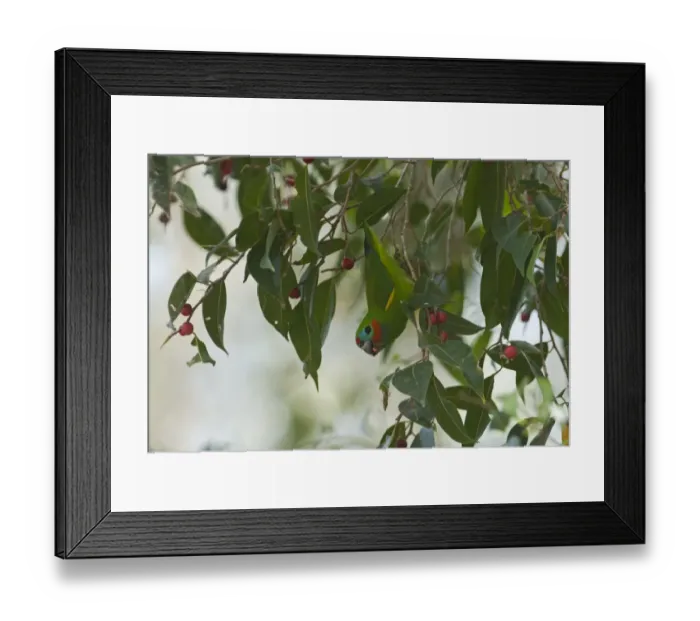 Framed Print : Double-eyed Fig Parrot (Dwarf Parrot) Cyclopsitta diopthalma Queensland Australia Framed Print : Double-eyed Fig Parrot (Dwarf Parrot) Cyclopsitta diopthalma Queensland Australia