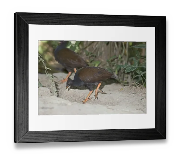 Framed Print : Orange-footed Scrubfowl Megapodius reinwardt Queensland Australia October Framed Print : Orange-footed Scrubfowl Megapodius reinwardt Queensland Australia October