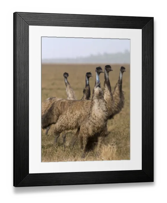 Framed Print : Emu Dromaius novaehollandiae Queensland Australia
