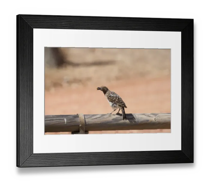 Framed Print : Spotted Bowerbird Chlamydera maculata Queensland Australia Framed Print : Spotted Bowerbird Chlamydera maculata Queensland Australia