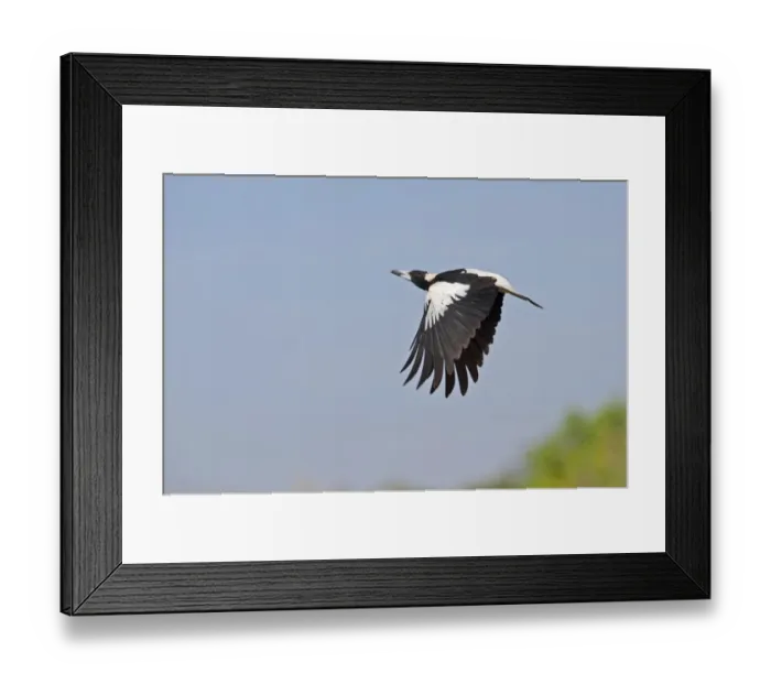 Framed Print : Australian Magpie Gymnorhina tibicen Queensland Australia Framed Print : Australian Magpie Gymnorhina tibicen Queensland Australia