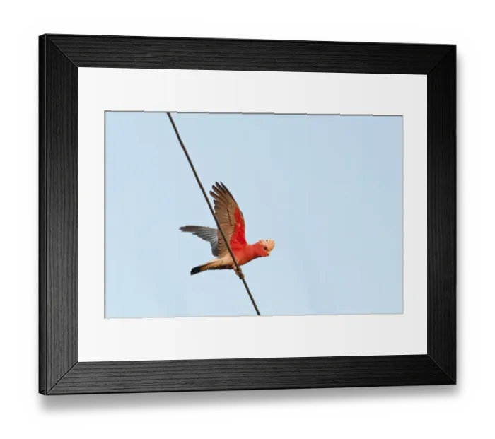 Framed Print : Galah Cacatua rosiecapilla Queensland Australia