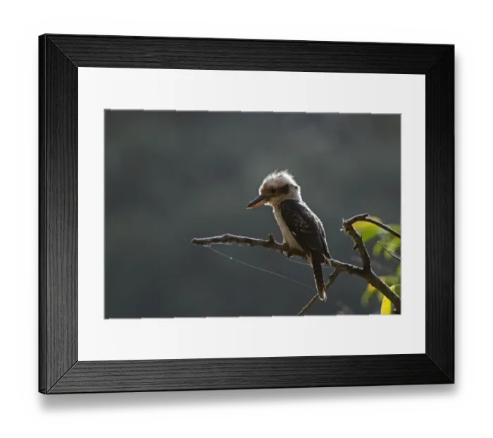 Framed Print : Laughing Kookaburra Dacelo novaguinea Queensland Australia Framed Print : Laughing Kookaburra Dacelo novaguinea Queensland Australia