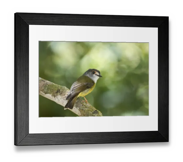 Framed Print : Pale-yellow Robin Tregellasia capito Kingfisher Park Queensland Australia Framed Print : Pale-yellow Robin Tregellasia capito Kingfisher Park Queensland Australia