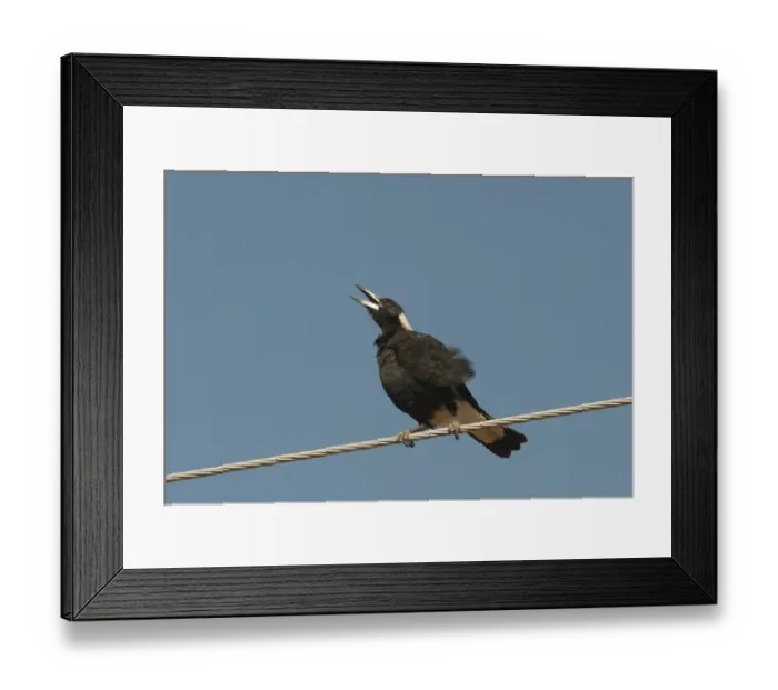 Framed Print : Australian Magpie Gymnorhina tibicen Queensland Australia