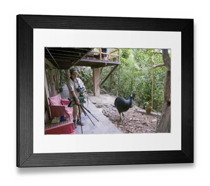 Framed Print : Mark Cocker gingerly creeping past a Southern Cassowary Casaurius casaurius Cassowary Framed Print : Mark Cocker gingerly creeping past a Southern Cassowary Casaurius casaurius Cassowary