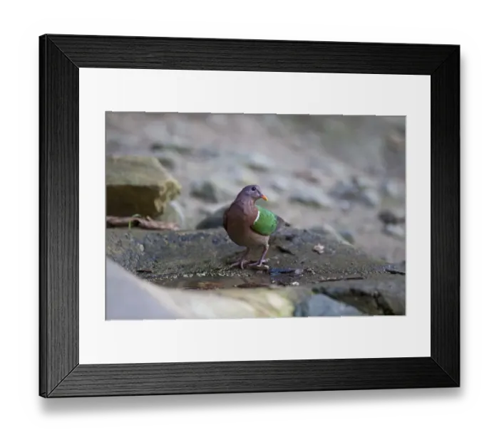 Framed Print : Emerald Ground Dover Cocaphagus indica Queensland Australia Framed Print : Emerald Ground Dover Cocaphagus indica Queensland Australia