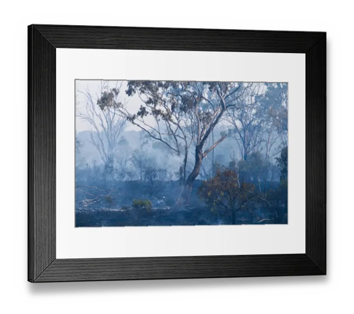 Framed Print : Aftermath of a bush fire near Charter Towers Queensland Australia Framed Print : Aftermath of a bush fire near Charter Towers Queensland Australia