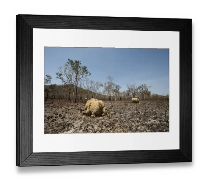 Framed Print : Scorched woodland after bush fire south of Cairns Queensland Australia Framed Print : Scorched woodland after bush fire south of Cairns Queensland Australia