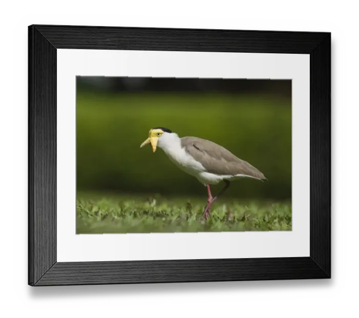 Framed Print : Masked Lapwing (Plover) Vanellus miles Cairns Queensland Australia October