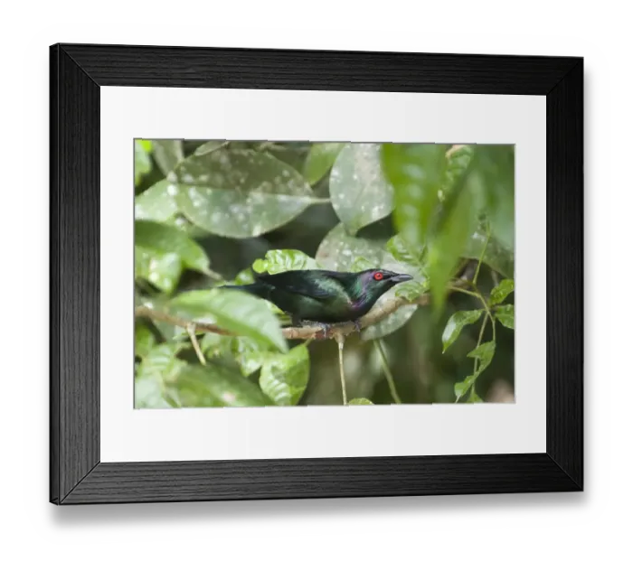 Framed Print : Metallic Starling Aplonis metallica Queensland Australia