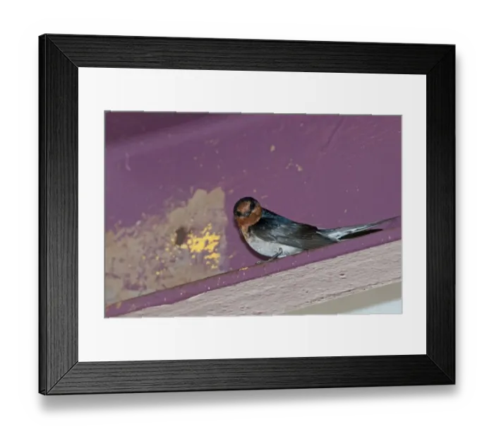Framed Print : Welcome Swallow Hirundo neoxena Cairns Queensland Australia Framed Print : Welcome Swallow Hirundo neoxena Cairns Queensland Australia