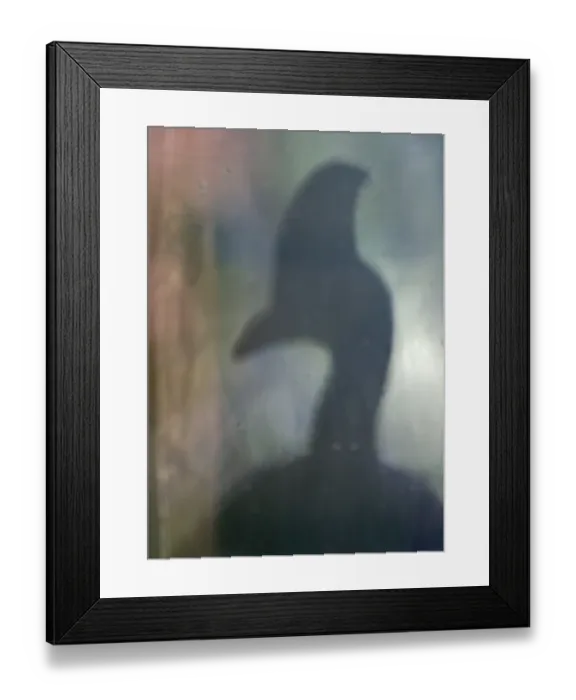 Framed Print : Reflection in window of Southern Cassowary Casaurius casaurius Cassowary House Queensland