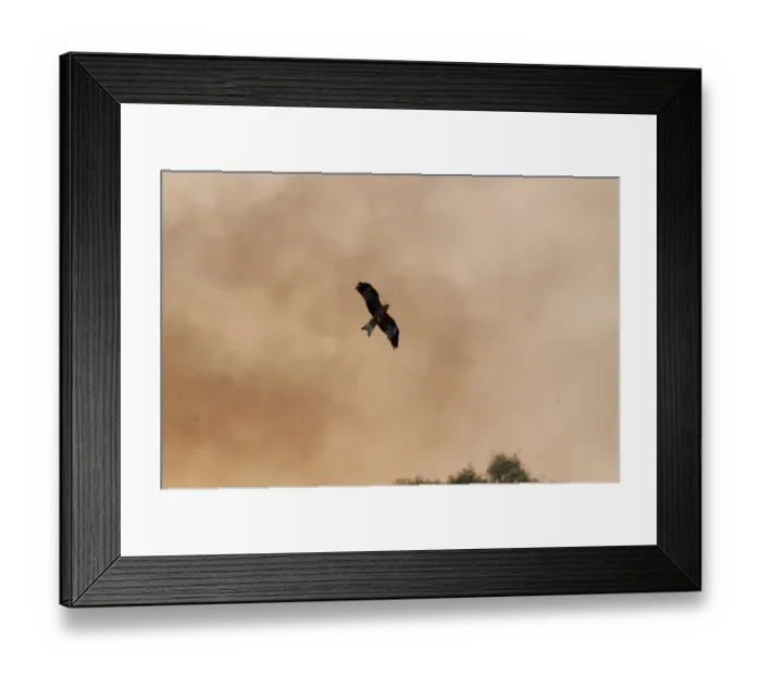 Framed Print : Black Kite Milvus migrans hunting fleeing insects on edge of bush fire Queensland Framed Print : Black Kite Milvus migrans hunting fleeing insects on edge of bush fire Queensland