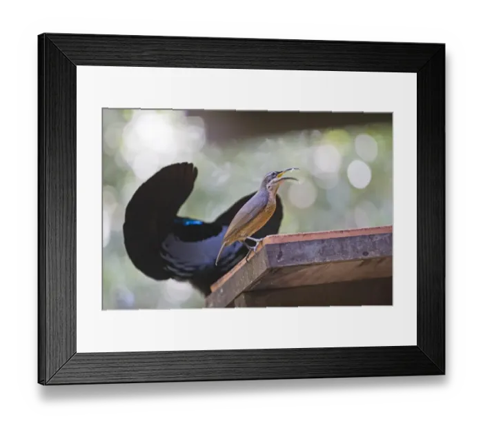 Framed Print : Victoria Riflebird male displaying to female at bird table at Cassowary House Queensland Framed Print : Victoria Riflebird male displaying to female at bird table at Cassowary House Queensland