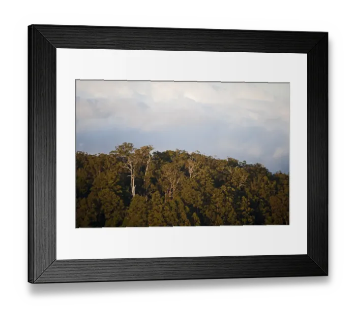 Framed Print : View of rainforest at Lamington NP Queensland Australia Framed Print : View of rainforest at Lamington NP Queensland Australia