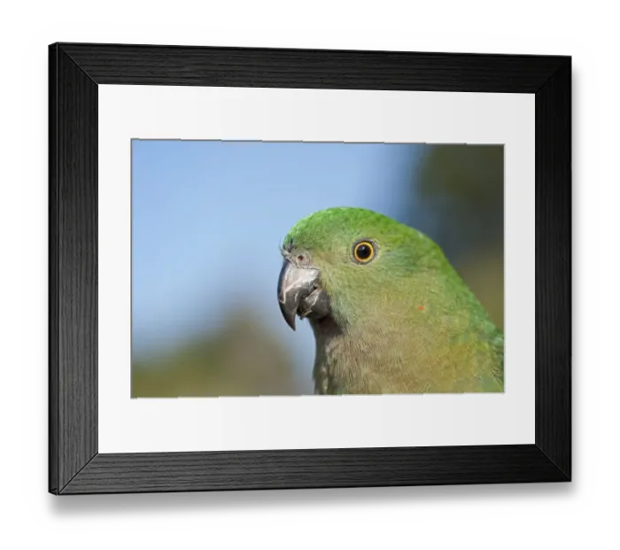 Framed Print : Australian King Parrot Alisterus scapularis female Lamington NP Queensland Australia Framed Print : Australian King Parrot Alisterus scapularis female Lamington NP Queensland Australia