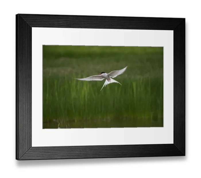 Framed Print : Arctic Tern Sterna paradisaea fishing on loch Fetlar Shetland June Framed Print : Arctic Tern Sterna paradisaea fishing on loch Fetlar Shetland June