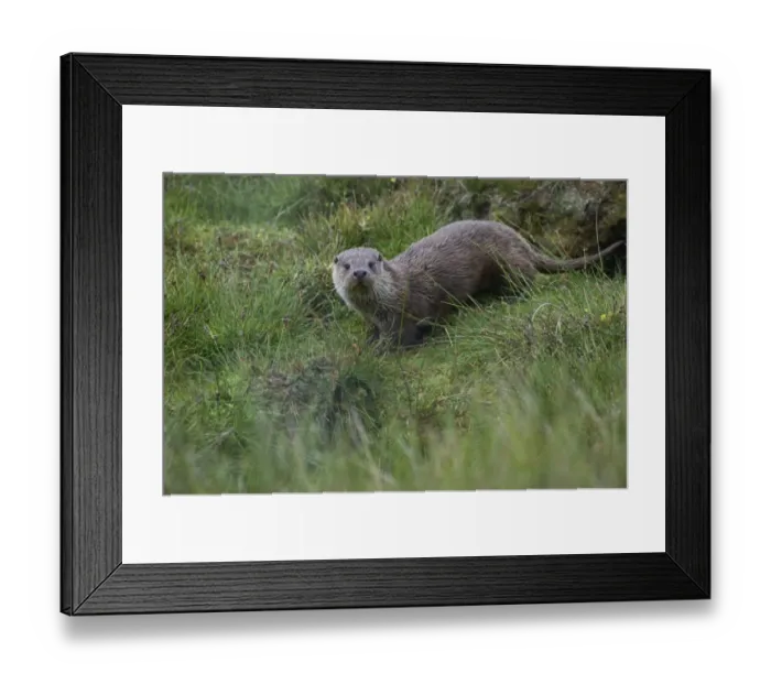 Framed Print : Otter Lutra lutra Shetland summer Framed Print : Otter Lutra lutra Shetland summer