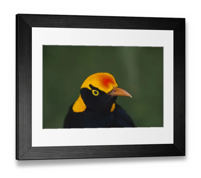 Framed Print : Regent Bowerbird Sericulus chrysocephalus male O Reillys Lamington NP Queensland Framed Print : Regent Bowerbird Sericulus chrysocephalus male O Reillys Lamington NP Queensland