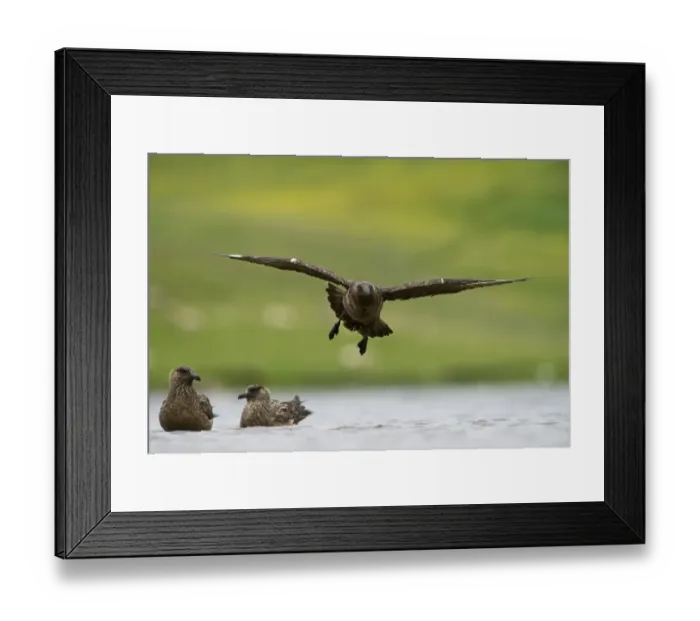 Framed Print : Great Skua Stercorarius skua Fetlar Shetland June Framed Print : Great Skua Stercorarius skua Fetlar Shetland June